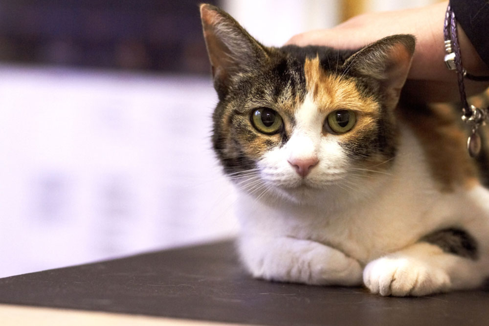 Calico cat resting on a veterinary exam table while a person gently pets its head during a checkup.
