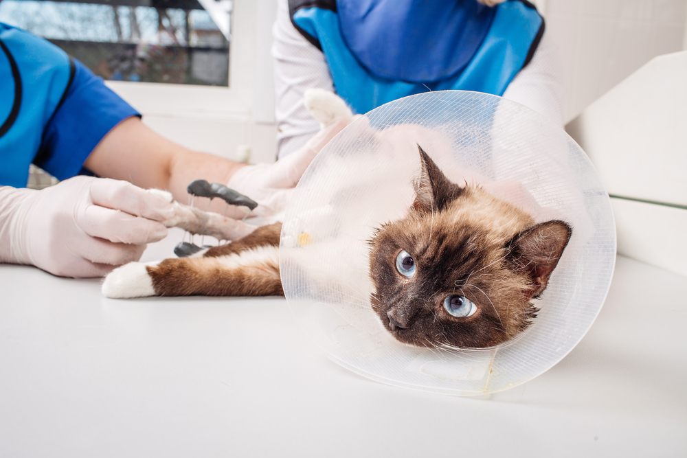 Veterinarian examining a calm cat on an exam table during a routine veterinary check-up.