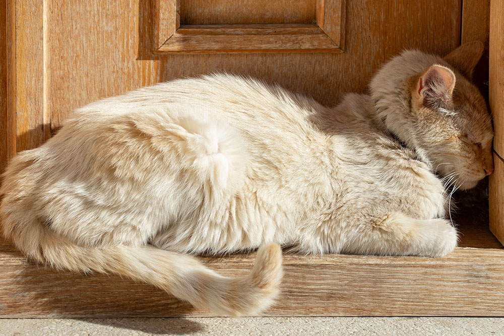A light-colored cat sleeping while pressing its forehead firmly against a wooden door frame.