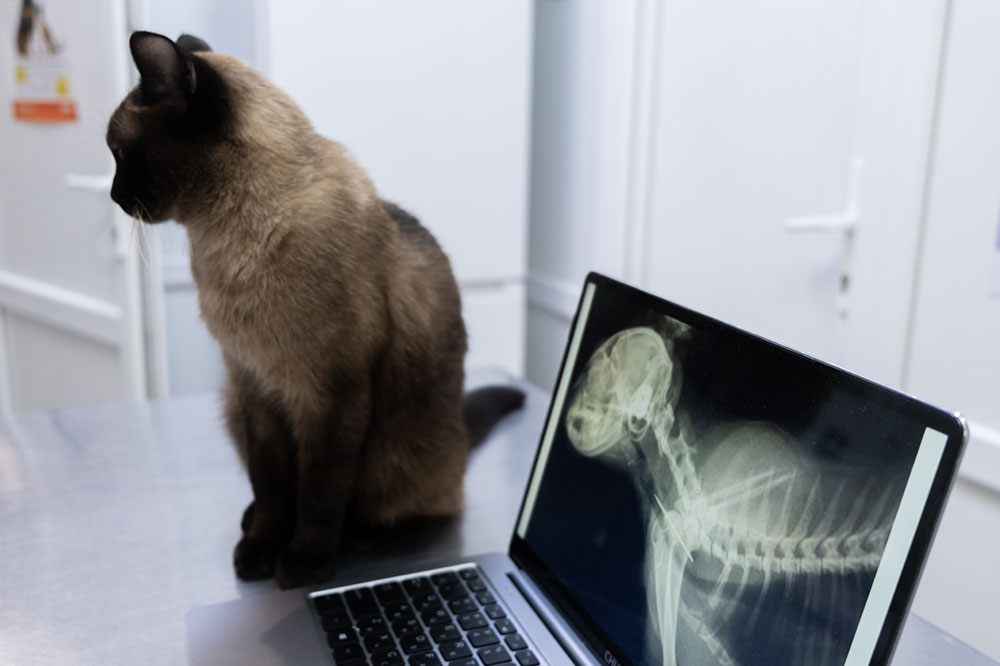A side profile shot of a Siamese cat sitting on a veterinary examination table, looking away from a laptop computer in the foreground that displays a digital X-ray scan of a cat's skull and spine.