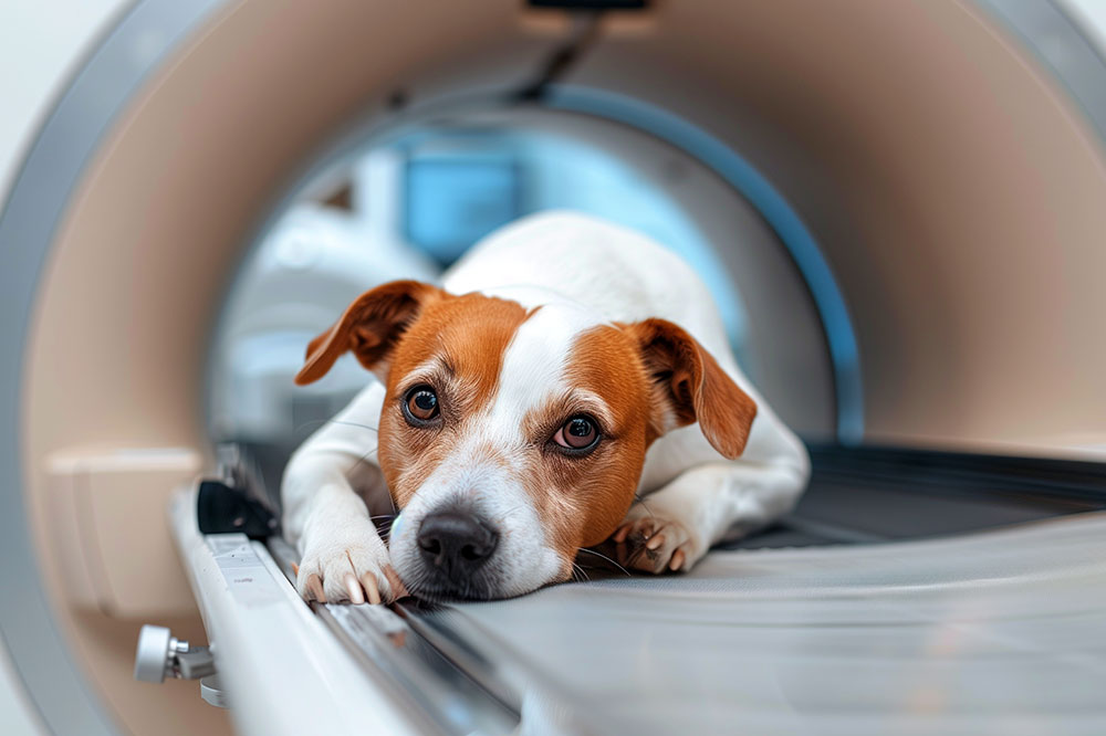 A close-up, eye-level shot of a brown and white Jack Russell Terrier lying down flat on the sliding examination table inside the circular tunnel of a veterinary MRI scanner, looking forward with wide, calm eyes.