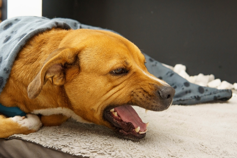 Kennel cough showing dog with respiratory cough and infection causes.