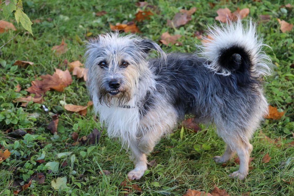 A small, scruffy mixed-breed dog with gray and tan fur stands on green grass scattered with autumn leaves, looking toward the camera with its tail curled over its back.