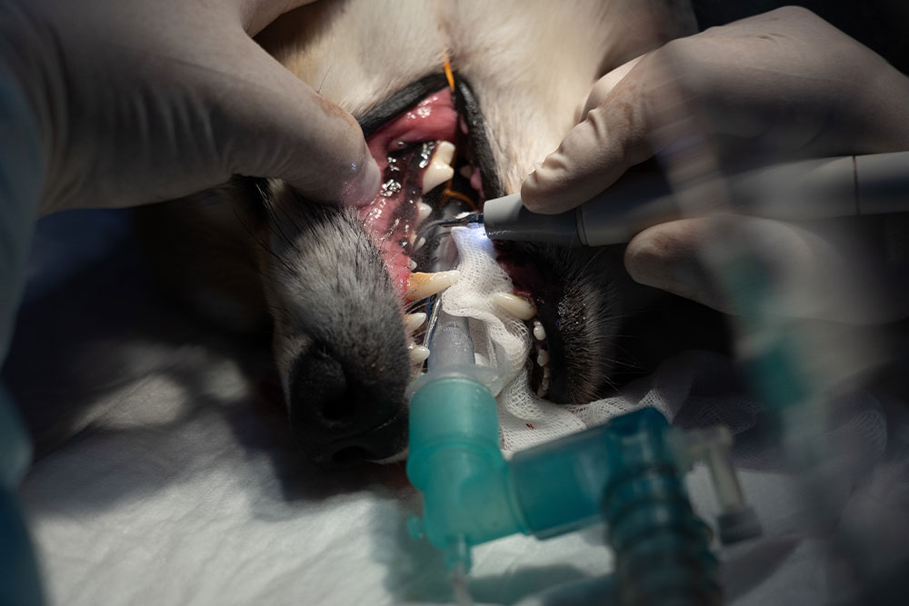 A veterinarian performing a professional dental cleaning on an anesthetized dog using an ultrasonic scaler.