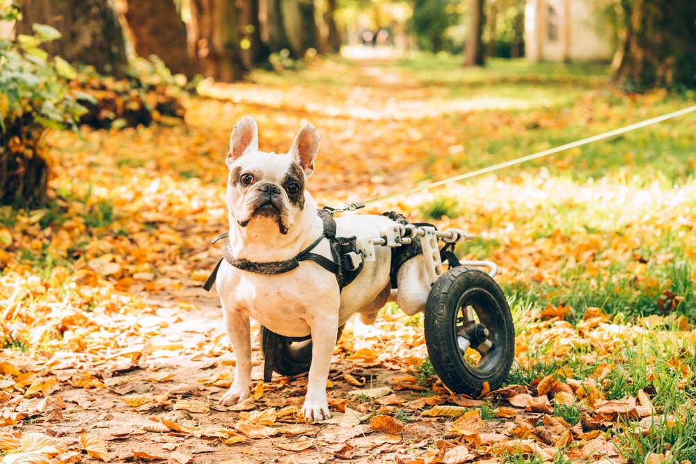 A French bulldog with a light coat and dark facial markings stands on a leaf-covered park path, supported by a rear wheelchair device, looking alert while attached to a leash in a warm autumn setting.