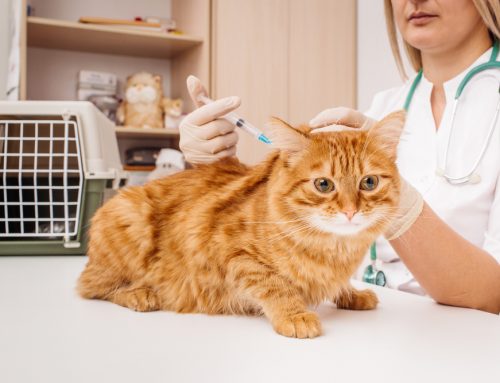How Do You Plan Anesthesia for a High-Risk Patient?