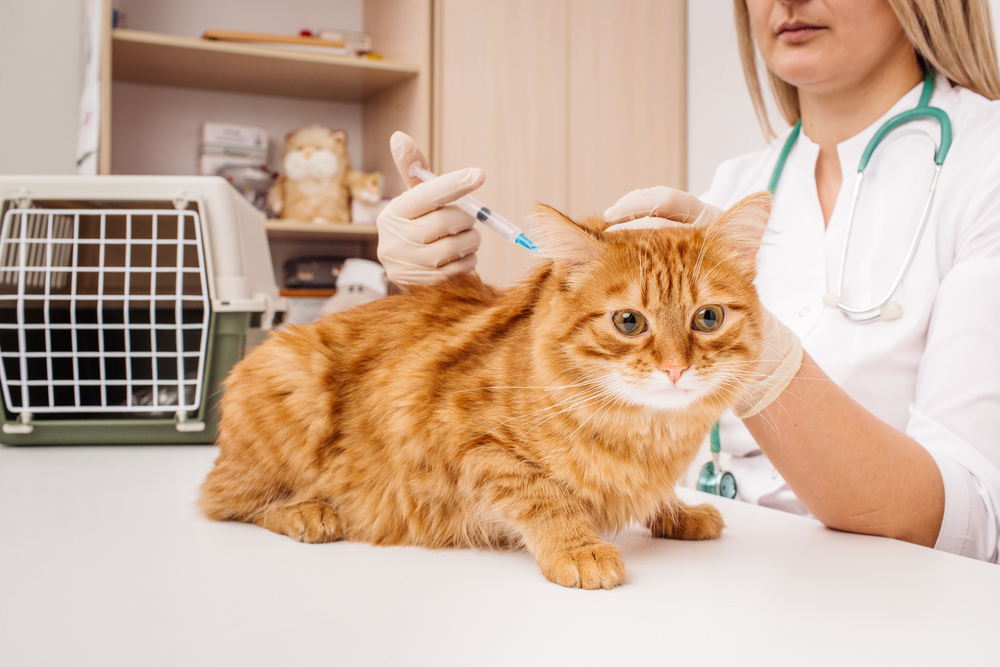 Veterinarian administering a vaccine injection to a cat during a routine veterinary visit.