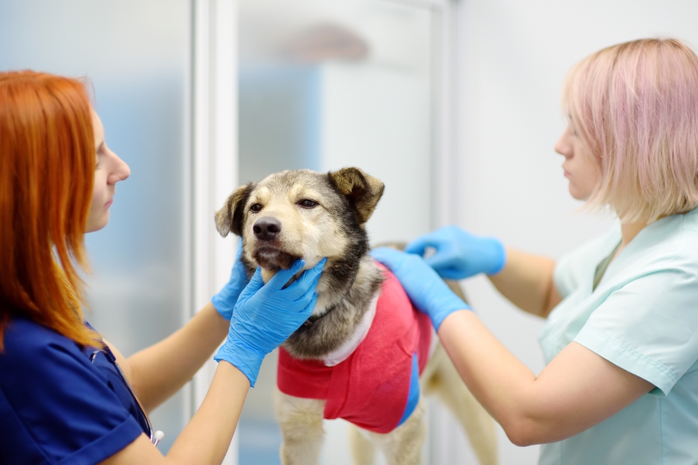 Veterinarian performing a dog health assessment during a routine wellness examination to evaluate overall health.