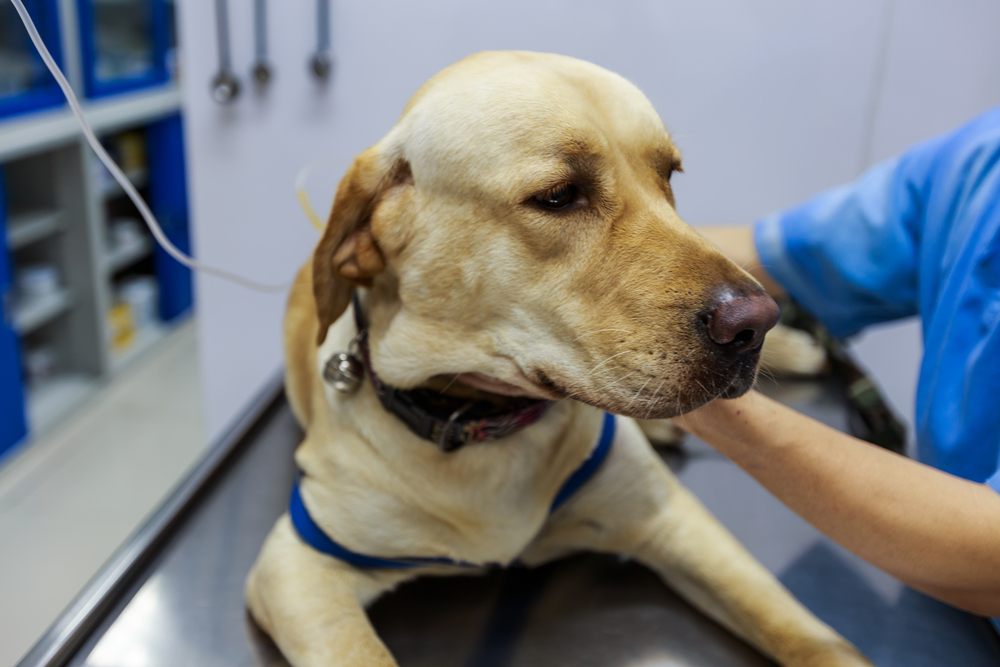 Veterinary team providing emergency medical treatment to a Labrador retriever during a critical care visit at an animal hospital.