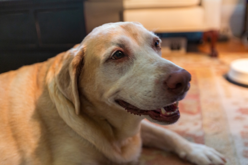 Older Labrador lying down quietly while appearing unwell, representing symptoms that may require diagnostic evaluation for fever of unknown origin in pets.