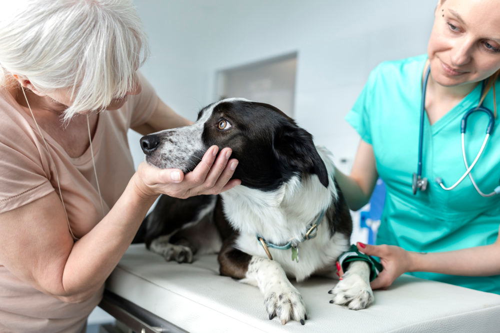 Senior pet owner and veterinarian examining a dog during a routine veterinary checkup and health consultation.